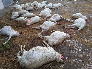 predatori-lettera-aperta-della-regione-toscana-agli-allevatori