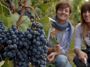 un-viaggio-nei-tesori-del-chianti-classico-daltura