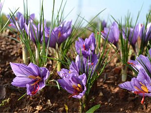 zafferano-a-vicchio-bando-pubblico-per-gli-agricoltori
