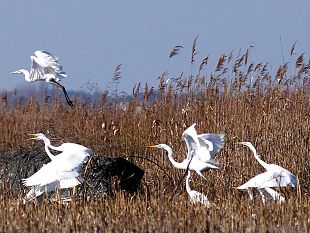 b312120855-escursione-sul-lago-di-massaciuccoli-e-alla-foce-del-serchio