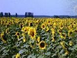 b308281353-biocarburanti-la-petizione-online-di-oxfam-italia-e-actionaid