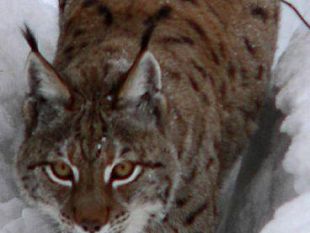 a810271406-gatto-selvatico-e-lince-un-convegno-dal-7-al-9-novembre-nel-parco-nazionale-delle-foreste-casentinesi