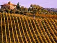 a809031434-vendemmia-un-calo-tra-il-10-e-20-di-produzione-nei-vigneti-lucchesi