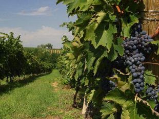 b205251511-venti-anni-di-cantine-aperte-a-montepulciano-con-la-tecnologia
