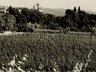 b109271355-vino-la-tenuta-diventa-virtuale