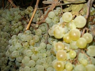 b211142158-vin-santo-un-eccellenza-del-chianti-colli-fiorentini
