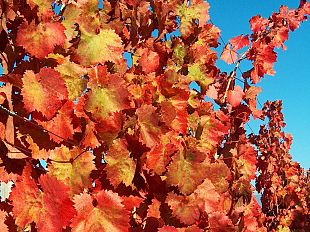 vitivinicoltura-ecco-le-tre-le-novita-a-sostegno-delle-imprese-nel-post-pandemia