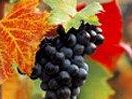 un-esperimento-innovativo-nel-mondo-del-vino