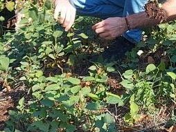 parte-la-guerra-al-poligono-del-giappone