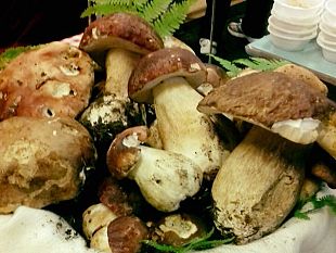 troppi-cercano-funghi-poi-si-perdono-nel-bosco
