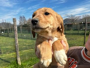 borgo-san-lorenzo-sei-cuccioli-salvati-ora-cercano-casa