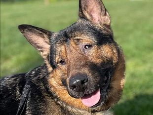 marley-il-cane-cieco-che-aiuta-a-trovare-le-le