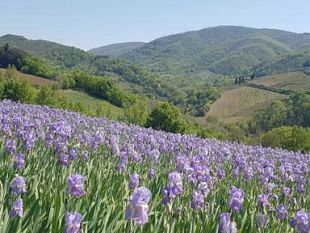 a-san-polo-in-chianti