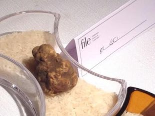 tartufile-anteprima-della-mostra-mercato-di-san-miniato