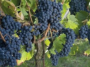 il-nuovo-portale-30-di-agriturist-siena