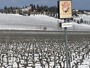 ortofrutta-allarme-gelo-di-confagricoltura-toscana-per-pesche-susine-e-albicocche