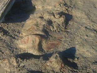 a703301413-storia-naturale-paleontologi-dell-universita-di-firenze-portano-alla-luce-una-balena-di-4-milioni-di-anni-fa-nelle-campagne-di-orciano-pisano