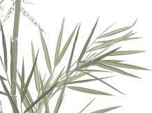 a809151339-compagnia-del-tao-riti-miti-e-tradizioni