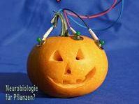 a603081731-nasce-a-firenze-il-primo-laboratorio-al-mondo-per-studiare-intelligenza-e-linguaggio-delle-piante