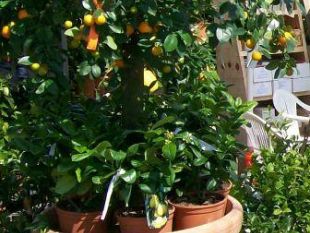 a903192227-verde-mura-la-mostra-mercato-del-giardinaggio-di-lucca