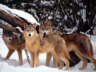 regione-700mila-euro-per-chi-ha-subito-danni-dai-predatori