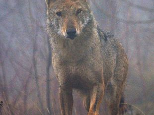 b302082216-tutela-del-lupo-legambiente-presenta-il-progetto-med-wolf