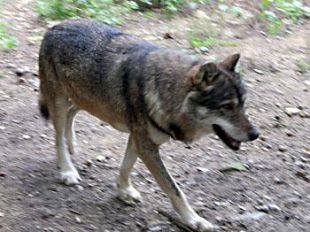 allarme-lupi-in-toscana-10-catture-in-24-mesi-allevatori-esasperati