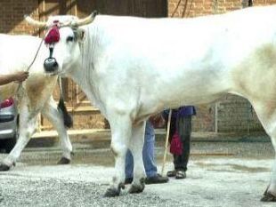 a705311510-la-valle-del-gigante-bianco-bettolle-dal-1-al-3-giugno-capitale-della-chianina