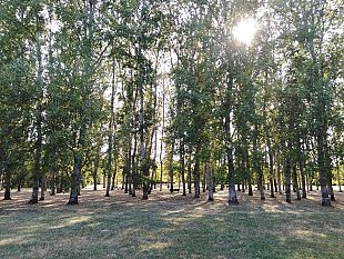 settembre-porta-il-cinema-allaperto-al-galluzzo