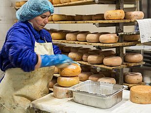 pecorino-toscano-dop-nel-2015-venduto-1-milione-di-forme