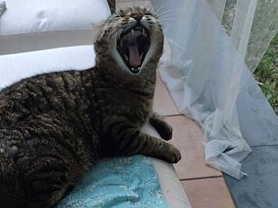 gatto-anziano-che-fare