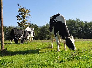 costo-del-latte-al-via-monitoraggio