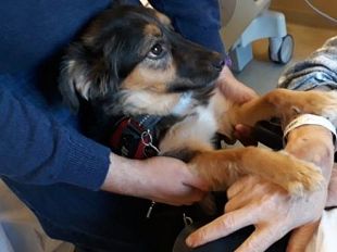 cani-premio-internazionale-fedelta-al-piccolo-phoebe