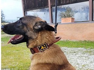 primo-colpo-di-sirio-cane-anti-droga-dei-vigili