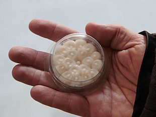 dissuasori-per-i-piccioni-pisa-cambia