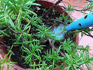 giardini-scolastici-di-firenze-piano-da-250mila-euro