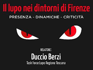 emergenza-lupo-allevatore-di-lastra-a-signa-aggredito-nella-stalla