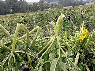 toscana-44-milioni-alle-imprese-colpite-dal-maltempo-del-luglio-2019