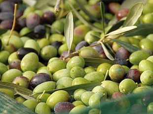 la-vendemmia-e-la-raccolta-di-olive-e-tartufo-riportano-fiducia-per-il-futuro
