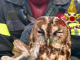 salvataggio-a-firenze-allocco-sorride-in-camera