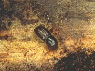 dagli-scarti-agricoli-ecco-la-farina-di-insetti-per-mangimi-animali