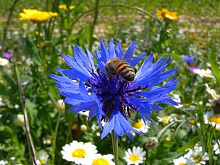 poche-api-fiori-selvatici-a-rischio