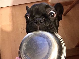 la-dieta-per-il-cane