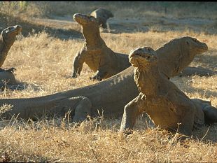 firenze-e-la-storia-evolutiva-del-drago-di-komodo