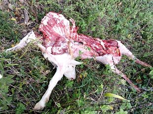 carcasse-di-capre-sbranate-dai-lupi-vicino-a-certaldo