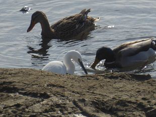 firenze-levento-nazionale-dellassociazione-plastic-free