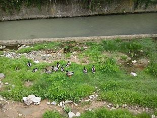 papera-e-paperelle-cercano-cibo-in-tempo-di-coronavirus