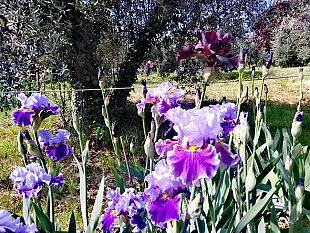 festival-dellitalia-gentile-pronti-via