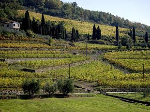 sapori-e-profumi-di-vino-inondano-il-cuore-del-chianti-classico