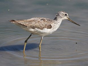 nel-padule-di-fucecchio-il-censimento-dei-limicoli